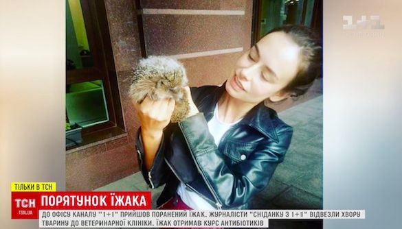 Операция &laquo;Спасение ежа&raquo;: как на &laquo;1+1&raquo; спасали дикое животное