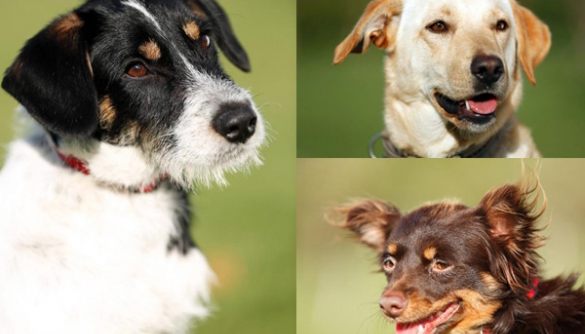 «Семейный пёс»: Нюте, Тёме, Мухе и Розе очень нужна ваша помощь! (ФОТО)
