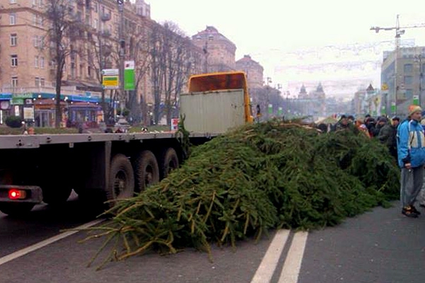 На Майдане в Киеве установят новую елку! (ФОТО)