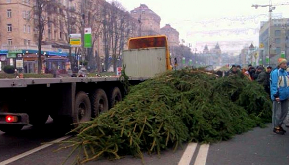 На Майдане в Киеве установят новую елку! (ФОТО)