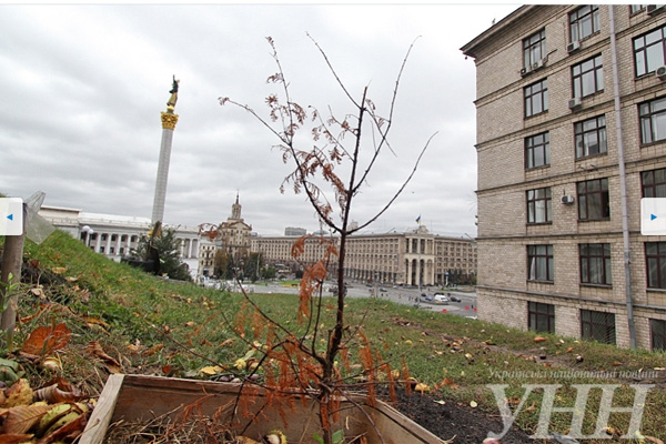 Канал «Russia today» стал отслеживать судьбу деревьев в Киеве