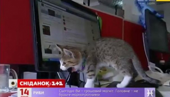 В редакции ТСН завелся кот-журналист (ФОТО, ВИДЕО)