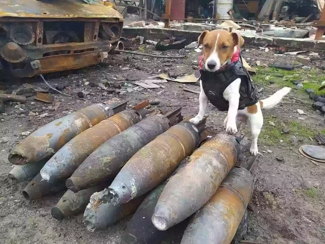 У ДСНС відреагували на тріумф пса Патрона у Каннах