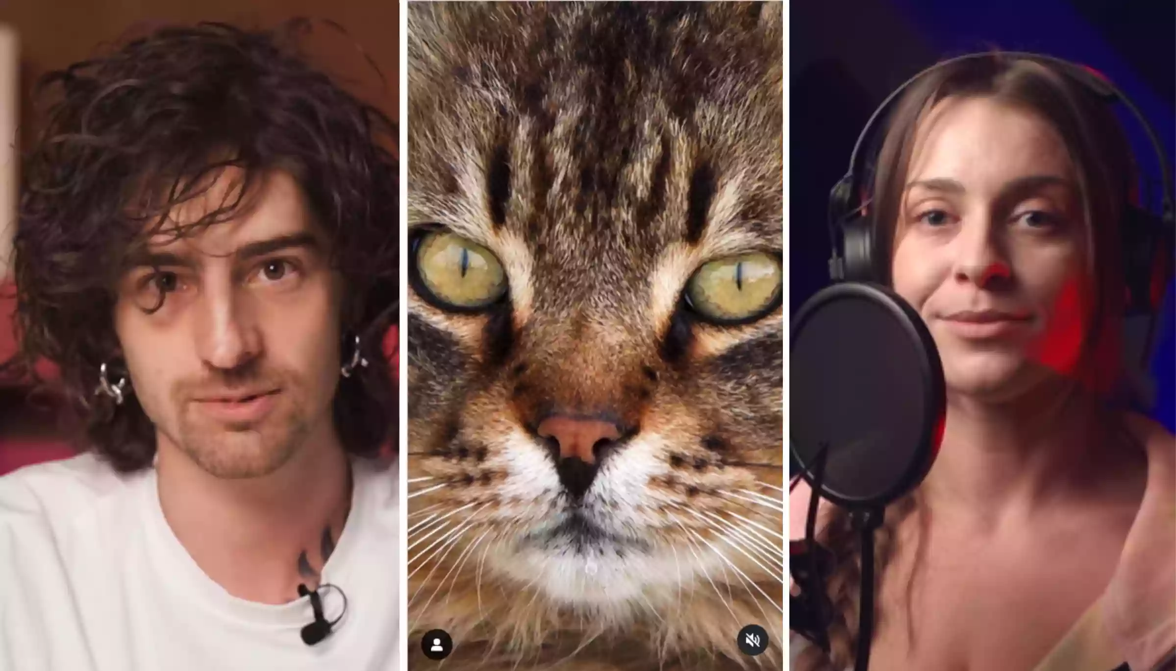 Сором, кринж чи хороша ідея. У соцмережах критикують UAnimals через відео про порносайт для котів